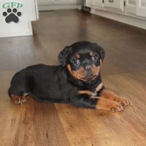 Stella, Rottweiler Puppy
